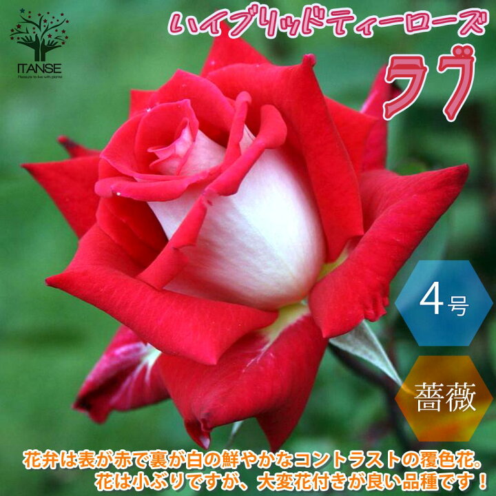 楽天市場 送料無料 ラブ ハイブリッドティー Ht ローズ 新苗 薔薇 花苗 4号ポット 1個売り バラ苗 バラの苗 薔薇苗 薔薇の苗 花苗 花の苗 ローズガーデン イングリッシュガーデン 花木 苗木 庭木 植木 インテリア フラワーガーデン バラ園 Rose 植物販売の