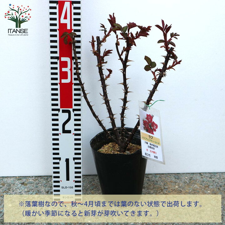 楽天市場 送料無料 ラブ ハイブリッドティー Ht ローズ 新苗 薔薇 花苗 4号ポット 1個売り バラ苗 バラの苗 薔薇苗 薔薇の苗 花苗 花の苗 ローズガーデン イングリッシュガーデン 花木 苗木 庭木 植木 インテリア フラワーガーデン バラ園 Rose 植物販売の