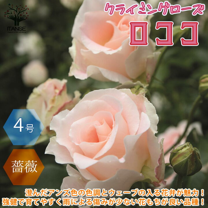 楽天市場 送料無料 ロココ クライミングローズ 新苗 薔薇 花苗 4号ポット 1個売り バラ苗 バラの苗 薔薇苗 薔薇の苗 花苗 花の苗 ローズガーデン イングリッシュガーデン 花木 苗木 庭木 植木 インテリア フラワーガーデン バラ園 Rose 花 植物販売の