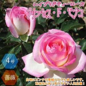 白 バラ 花束の人気商品 通販 価格比較 価格 Com