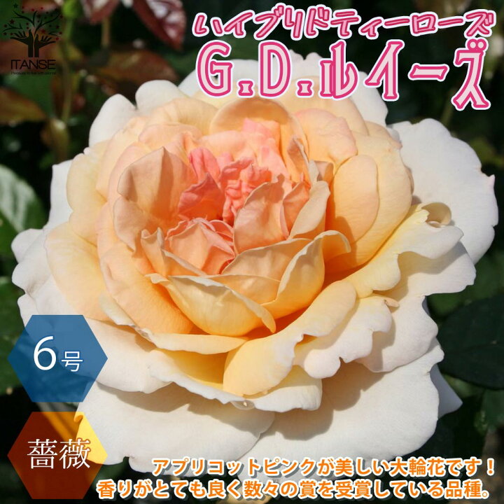 楽天市場 送料無料 G D ルイーズ ハイブリッドティー ハーブの苗 花苗 6号鉢 国産接ぎ木苗 1個売り バラ苗 バラの苗 薔薇苗 薔薇の苗 花苗 花の苗 ローズガーデン イングリッシュガーデン 花木 インテリア Rose バラ園 フラワーガーデン 花木 植物販売の