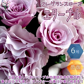 楽天市場 薔薇 苗の通販