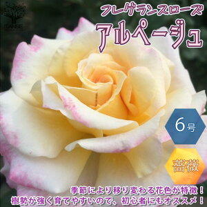 苗 バラ 花苗の人気商品 通販 価格比較 価格 Com