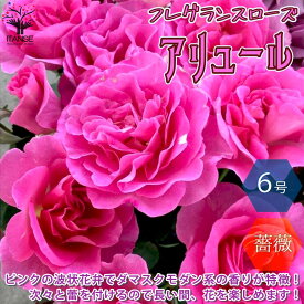 楽天市場 バラ 苗 四季の通販 楽天市場 バラ 苗 四季の通販