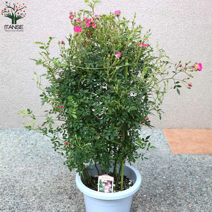 楽天市場 送料無料 つるバラ 安曇野 アズミノ 薔薇 花苗 7号鉢 大苗 アンドン仕立 1個売り バラ苗 バラの苗 薔薇苗 薔薇の苗 花苗 花の苗 ローズガーデン イングリッシュガーデン Rose バラ園 フラワーガーデン 植物販売のｉｔａｎｓｅ楽天市場店