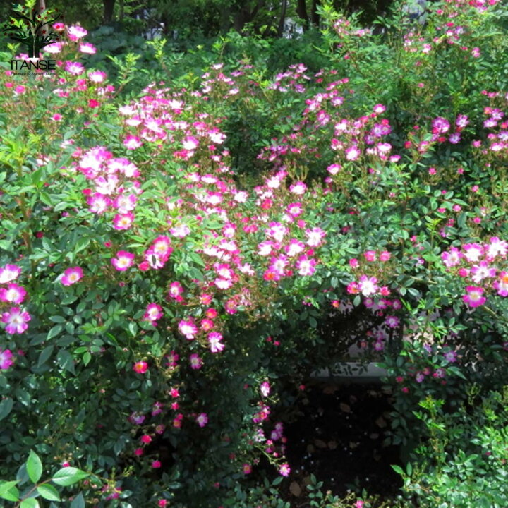 楽天市場 送料無料 つるバラ 安曇野 アズミノ 薔薇 花苗 7号鉢 大苗 アンドン仕立 1個売り バラ苗 バラの苗 薔薇苗 薔薇の苗 花苗 花の苗 ローズガーデン イングリッシュガーデン Rose バラ園 フラワーガーデン 植物販売のｉｔａｎｓｅ楽天市場店