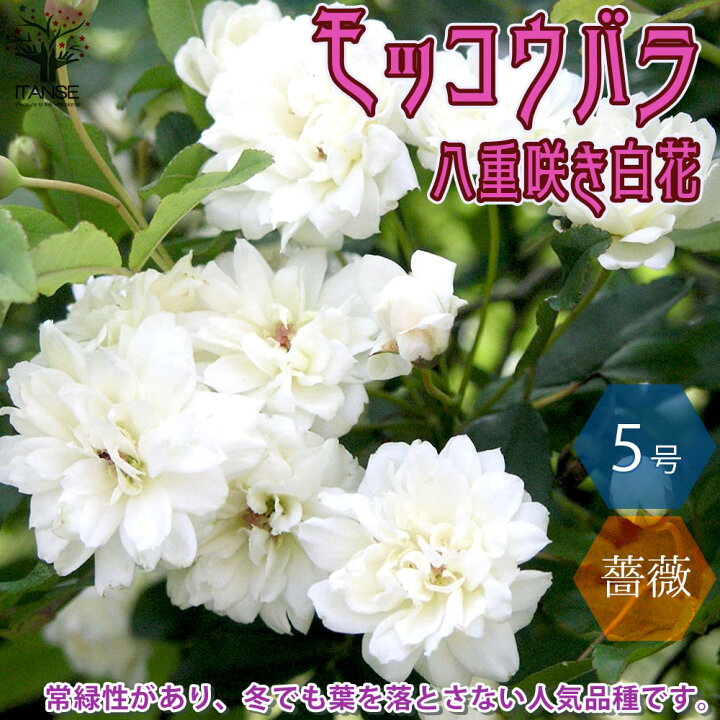 楽天市場 送料無料 八重咲き白花の苗 モッコウバラ 花苗 5号鉢 1個売り モッコウバラ苗 モッコウバラの苗 八重咲き 薔薇苗 バラ苗 原種バラ苗 八重 植物販売のｉｔａｎｓｅ楽天市場店