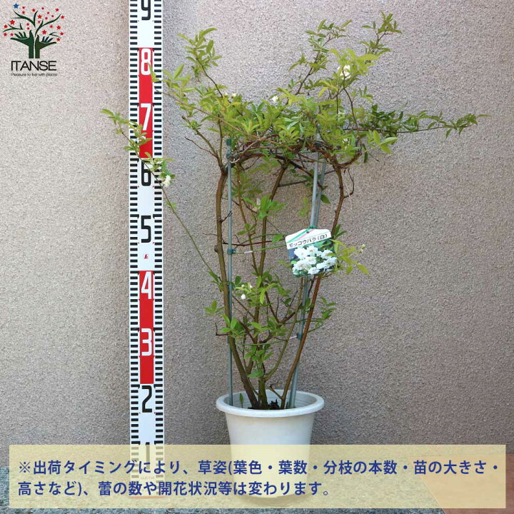 楽天市場 送料無料 八重咲き白花の苗 モッコウバラ 花苗 5号鉢 1個売り モッコウバラ苗 モッコウバラの苗 八重咲き 薔薇苗 バラ苗 原種バラ苗 八重 植物販売のｉｔａｎｓｅ楽天市場店