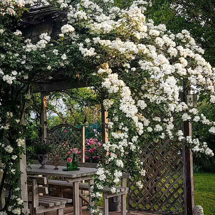 楽天市場 送料無料 八重咲き白花の苗 モッコウバラ 花苗 5号鉢 1個売り モッコウバラ苗 モッコウバラの苗 八重咲き 薔薇苗 バラ苗 原種バラ苗 八重 植物販売のｉｔａｎｓｅ楽天市場店