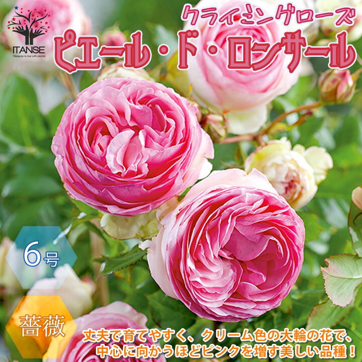 楽天市場 送料無料 つるバラ ピエールドロンサール 薔薇 花苗 6号ポット 1個売り バラ苗 バラの苗 薔薇苗 薔薇の苗 花苗 花の苗 ローズガーデン イングリッシュガーデン Rose バラ園 フラワーガーデン 植物販売のｉｔａｎｓｅ楽天市場店
