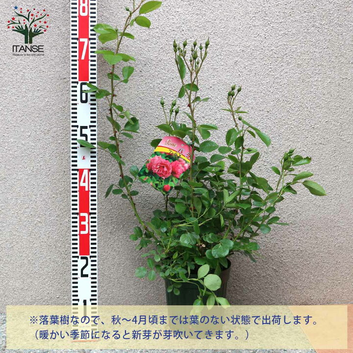 楽天市場 送料無料 つるバラ アンジェラ クライミングローズ 薔薇 花苗 6号ポット 1個売り バラ苗 バラの苗 薔薇苗 薔薇の苗 花苗 花の苗 ローズガーデン イングリッシュガーデン Rose バラ園 フラワーガーデン 植物販売のｉｔａｎｓｅ楽天市場店