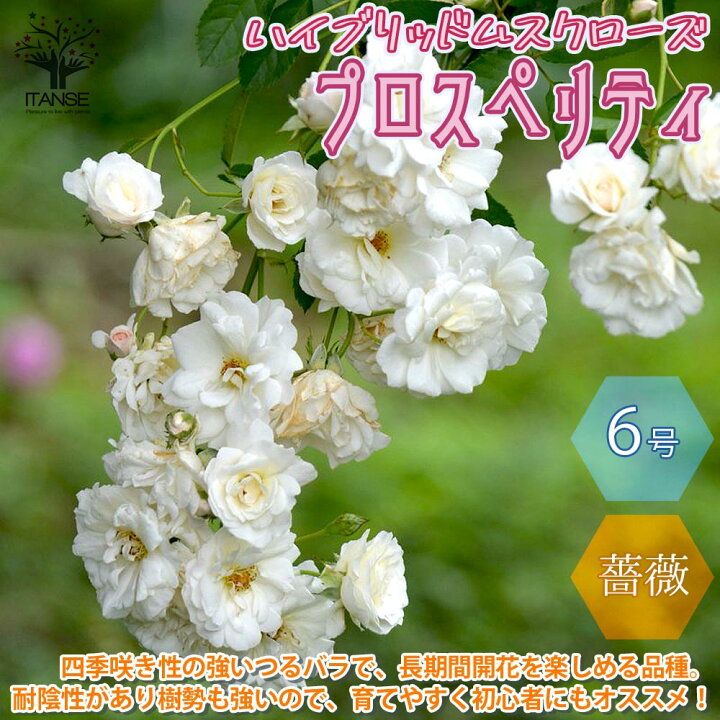 楽天市場 送料無料 つるバラ プロスペリティ ハイブリッドムスク 薔薇 花苗 6号ポット 1個売り バラ苗 バラの苗 薔薇苗 薔薇の苗 花苗 花の苗 ローズガーデン イングリッシュガーデン Rose バラ園 フラワーガーデン 植物販売のｉｔａｎｓｅ楽天市場店