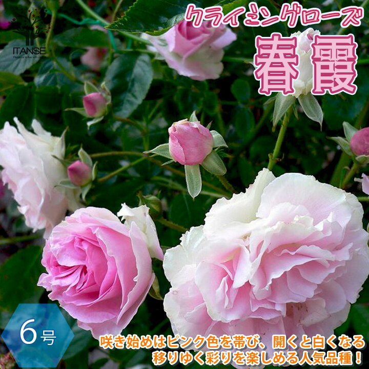 楽天市場 送料無料 ミニバラ つるバラ 春霞 はるがすみ クライミングローズ 薔薇 花苗 6号ポット 1個売り バラ苗 バラの苗 薔薇苗 薔薇の苗 花苗 花の苗 ローズガーデン イングリッシュガーデン Rose バラ園 フラワーガーデン 植物販売のｉｔａｎｓｅ楽天市場店