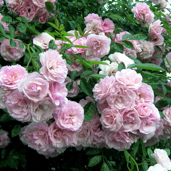 楽天市場 送料無料 ミニバラ つるバラ 春霞 はるがすみ クライミングローズ 薔薇 花苗 6号ポット 1個売り バラ苗 バラの苗 薔薇苗 薔薇の苗 花苗 花の苗 ローズガーデン イングリッシュガーデン Rose バラ園 フラワーガーデン 植物販売のｉｔａｎｓｅ楽天市場店