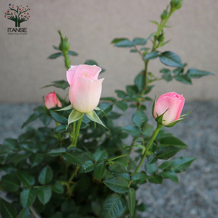 楽天市場 送料無料 チュチュ オプティマ ミニバラ 薔薇の苗木 花苗 4号鉢 1個売り バラ苗 バラの苗 薔薇苗 薔薇の苗 花苗 花の苗 ローズガーデン イングリッシュガーデン Rose バラ園 フラワーガーデン 植物販売のｉｔａｎｓｅ楽天市場店