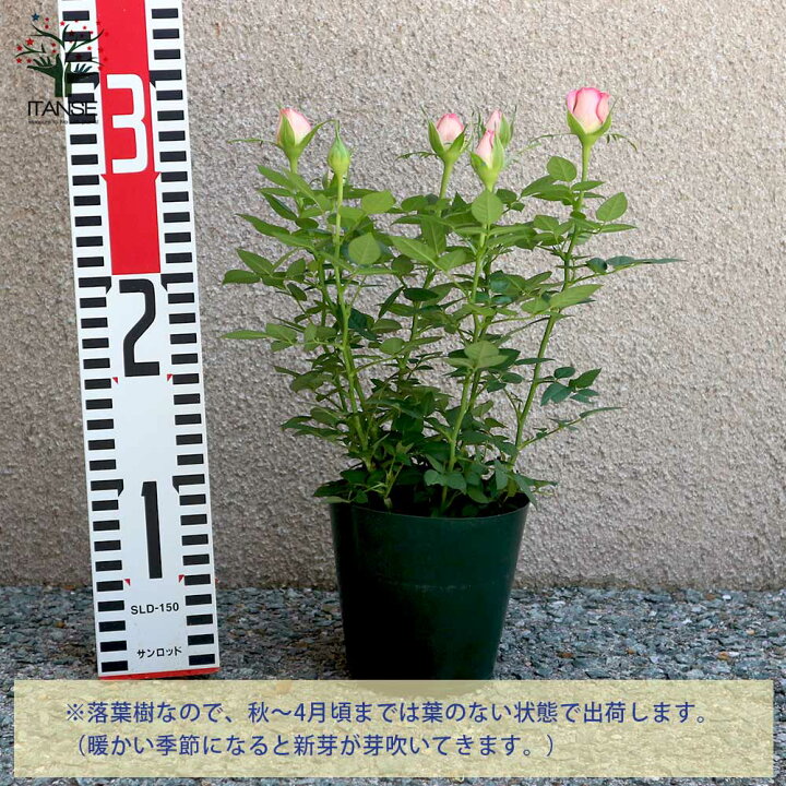 楽天市場 送料無料 カルーセル コルダナ ミニバラ 薔薇の苗木 花苗 3 5号鉢 1個売り バラ苗 バラの苗 薔薇苗 薔薇の苗 花苗 花の苗 ローズガーデン イングリッシュガーデン Rose バラ園 フラワーガーデン 植物販売のitanse楽天市場店 楽天市場 送料無料 カルーセル コルダナ ミニバラ 薔薇の苗木 花苗 3 5号鉢 1個売り バラ苗 バラの苗 薔薇苗 薔薇の苗 花苗 花の苗 ローズガーデン イングリッシュガーデン Rose バラ園 フラワーガーデン 植物販売のitanse楽天市場店