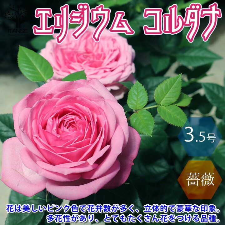 楽天市場 送料無料 エリジウム コルダナ ミニバラ 薔薇の苗木 花苗 3 5号鉢 1個売り バラ苗 バラの苗 薔薇苗 薔薇の苗 花苗 花の苗 ローズガーデン イングリッシュガーデン Rose バラ園 フラワーガーデン 植物販売のｉｔａｎｓｅ楽天市場店