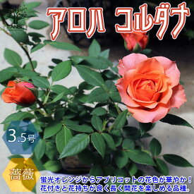 【送料無料】アロハ コルダナ ミニバラ 薔薇の苗木 花苗 3.5号鉢 1個売り バラ苗 バラの苗 薔薇苗 薔薇の苗 花苗 花の苗 ローズガーデン イングリッシュガーデン rose バラ園 フラワーガーデン 送料無料 即納