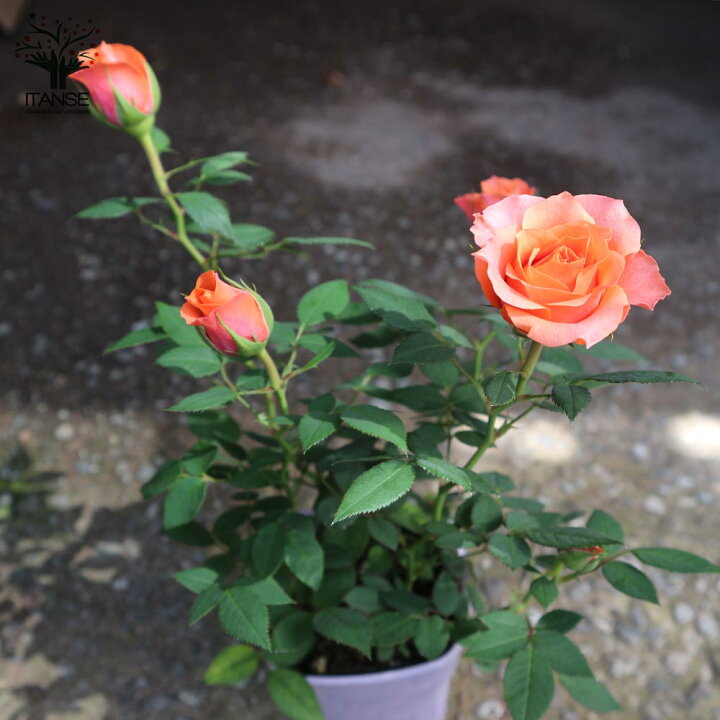 楽天市場 送料無料 アロハ コルダナ ミニバラ 薔薇の苗木 花苗 3 5号鉢 1個売り バラ苗 バラの苗 薔薇苗 薔薇の苗 花苗 花の苗 ローズガーデン イングリッシュガーデン Rose バラ園 フラワーガーデン 植物販売のｉｔａｎｓｅ楽天市場店