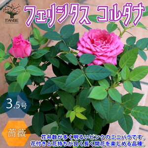 苗 バラ 花苗の人気商品 通販 価格比較 価格 Com