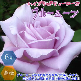 楽天市場 つる 薔薇 ブルー ムーンの通販 楽天市場 つる 薔薇 ブルー ムーンの通販