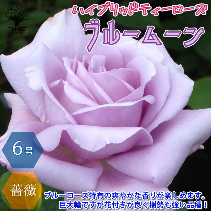2年保証 ノヴァーリスpvp バラの木 バラ 庭木 バラの花 1株 四季咲き