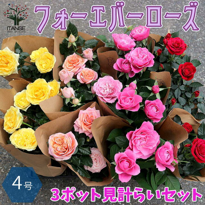 楽天市場 送料無料 ミニバラ フォーエバーローズ 3鉢見計らいセット 薔薇の苗木 花苗 4号鉢 お買い得3個セット バラ苗 バラの苗 薔薇苗 薔薇の 苗 花苗 花の苗 ローズガーデン イングリッシュガーデン Rose バラ園 フラワーガーデン 植物販売のitanse楽天 楽天市場 送料無料 ミニバラ フォーエバーローズ 3鉢見計らいセット 薔薇の苗木 花苗 4号鉢 お買い得3個セット バラ苗 バラの苗 薔薇苗 薔薇の 苗 花苗 花の苗 ローズガーデン イングリッシュガーデン Rose バラ園 フラワーガーデン 植物販売のitanse楽天