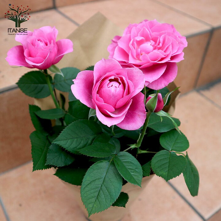 504円 国内配送 バラ 苗 花色おまかせミニバラ苗 3株 見計らい 送料無料 花木