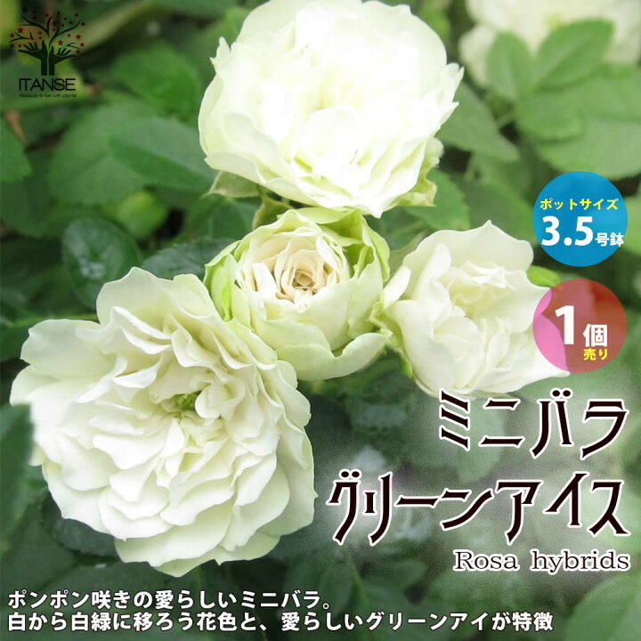 楽天市場 送料無料 グリーンアイス ミニ薔薇の苗 花苗 3 5号鉢 1個売り バラ苗 バラの苗 薔薇苗 薔薇の苗 花苗 花の苗 ローズガーデン イングリッシュガーデン Rose バラ園 フラワーガーデン 植物販売のitanse楽天市場店 楽天市場 送料無料 グリーンアイス ミニ薔薇の苗 花苗 3 5号鉢 1個売り バラ苗 バラの苗 薔薇苗 薔薇の苗 花苗 花の苗 ローズガーデン イングリッシュガーデン Rose バラ園 フラワーガーデン 植物販売のitanse楽天市場店