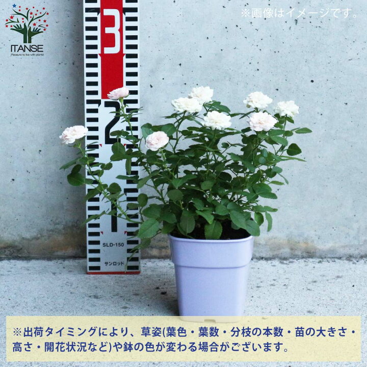 楽天市場 送料無料 グリーンアイス ミニ薔薇の苗 花苗 3 5号鉢 1個売り バラ苗 バラの苗 薔薇苗 薔薇の苗 花苗 花の苗 ローズガーデン イングリッシュガーデン Rose バラ園 フラワーガーデン 植物販売のitanse楽天市場店 楽天市場 送料無料 グリーンアイス ミニ薔薇の苗 花苗 3 5号鉢 1個売り バラ苗 バラの苗 薔薇苗 薔薇の苗 花苗 花の苗 ローズガーデン イングリッシュガーデン Rose バラ園 フラワーガーデン 植物販売のitanse楽天市場店