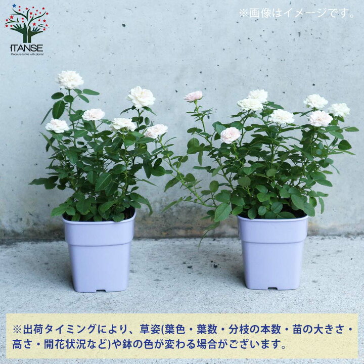 楽天市場 送料無料 グリーンアイス ミニ薔薇の苗 花苗 3 5号鉢 1個売り バラ苗 バラの苗 薔薇苗 薔薇の苗 花苗 花の苗 ローズガーデン イングリッシュガーデン Rose バラ園 フラワーガーデン 植物販売のｉｔａｎｓｅ楽天市場店