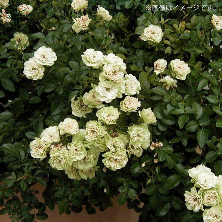 楽天市場 送料無料 グリーンアイス ミニ薔薇の苗 花苗 3 5号鉢 1個売り バラ苗 バラの苗 薔薇苗 薔薇の苗 花苗 花の苗 ローズガーデン イングリッシュガーデン Rose バラ園 フラワーガーデン 植物販売のitanse楽天市場店 楽天市場 送料無料 グリーンアイス ミニ薔薇の苗 花苗 3 5号鉢 1個売り バラ苗 バラの苗 薔薇苗 薔薇の苗 花苗 花の苗 ローズガーデン イングリッシュガーデン Rose バラ園 フラワーガーデン 植物販売のitanse楽天市場店