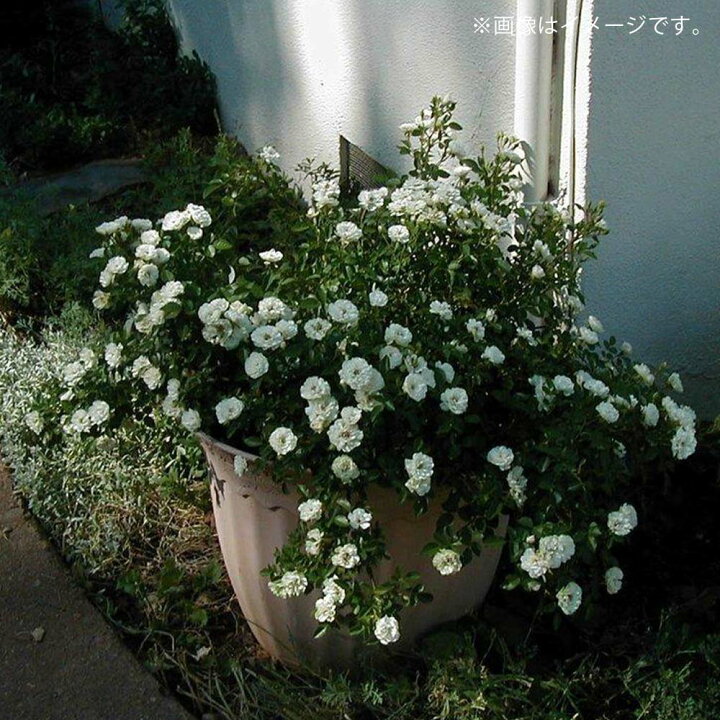 楽天市場 送料無料 グリーンアイス ミニ薔薇の苗 花苗 3 5号鉢 1個売り バラ苗 バラの苗 薔薇苗 薔薇の苗 花苗 花の苗 ローズガーデン イングリッシュガーデン Rose バラ園 フラワーガーデン 植物販売のｉｔａｎｓｅ楽天市場店