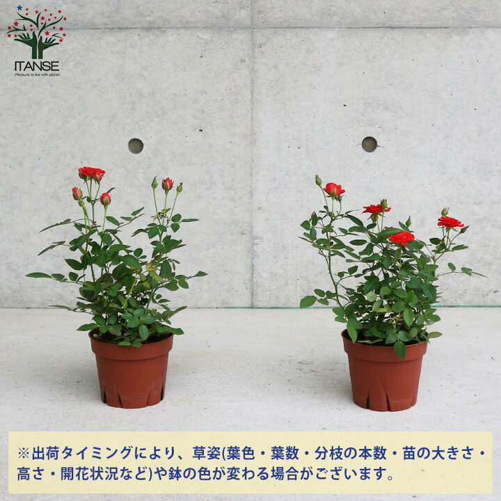 楽天市場 送料無料 シルクレッド ミニ薔薇の苗 花苗 4号鉢 1個売り バラ苗 バラの苗 薔薇苗 薔薇の苗 花苗 花の苗 ローズガーデン イングリッシュガーデン Rose バラ園 フラワーガーデン 植物販売のｉｔａｎｓｅ楽天市場店