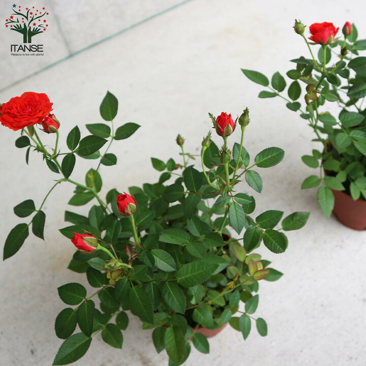 楽天市場 送料無料 シルクレッド ミニ薔薇の苗 花苗 4号鉢 1個売り バラ苗 バラの苗 薔薇苗 薔薇の苗 花苗 花の苗 ローズガーデン イングリッシュガーデン Rose バラ園 フラワーガーデン 植物販売のｉｔａｎｓｅ楽天市場店