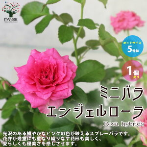 バラ 鉢植え プレゼント 苗の人気商品 通販 価格比較 価格 Com