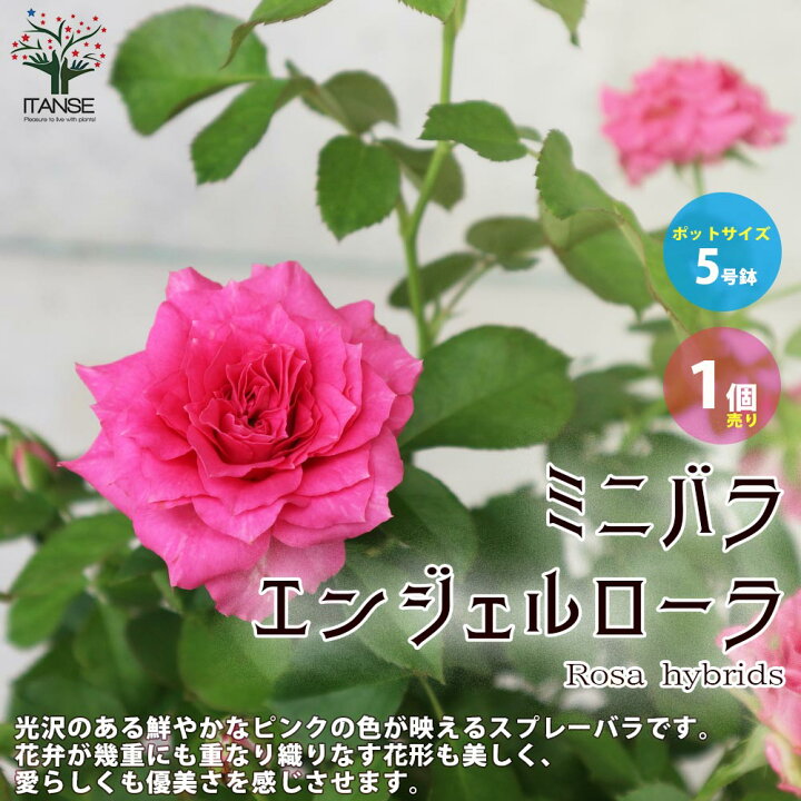 楽天市場 送料無料 エンジェルローラ ミニ薔薇 花苗 5号鉢 1個売り バラ苗 バラの苗 薔薇苗 薔薇の苗 花苗 花の苗 ローズガーデン イングリッシュガーデン Rose バラ園 フラワーガーデン 植物販売のｉｔａｎｓｅ楽天市場店
