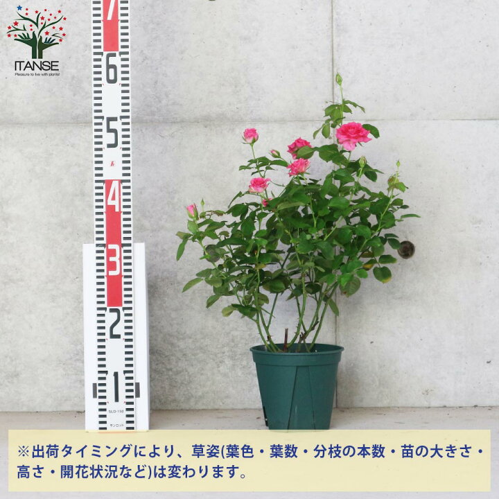 楽天市場 送料無料 エンジェルローラ ミニ薔薇 花苗 5号鉢 1個売り バラ苗 バラの苗 薔薇苗 薔薇の苗 花苗 花の苗 ローズガーデン イングリッシュガーデン Rose バラ園 フラワーガーデン 植物販売のｉｔａｎｓｅ楽天市場店