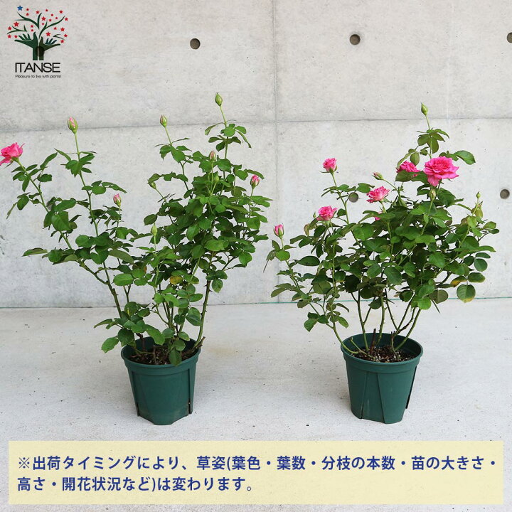 楽天市場 送料無料 エンジェルローラ ミニ薔薇 花苗 5号鉢 1個売り バラ苗 バラの苗 薔薇苗 薔薇の苗 花苗 花の苗 ローズガーデン イングリッシュガーデン Rose バラ園 フラワーガーデン 植物販売のｉｔａｎｓｅ楽天市場店