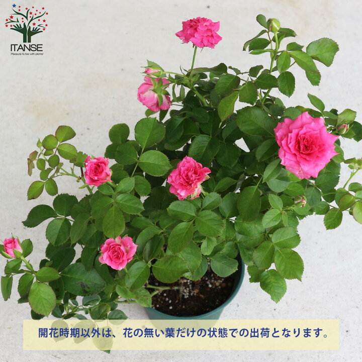 楽天市場 送料無料 エンジェルローラ ミニ薔薇 花苗 5号鉢 1個売り バラ苗 バラの苗 薔薇苗 薔薇の苗 花苗 花の苗 ローズガーデン イングリッシュガーデン Rose バラ園 フラワーガーデン 植物販売のｉｔａｎｓｅ楽天市場店
