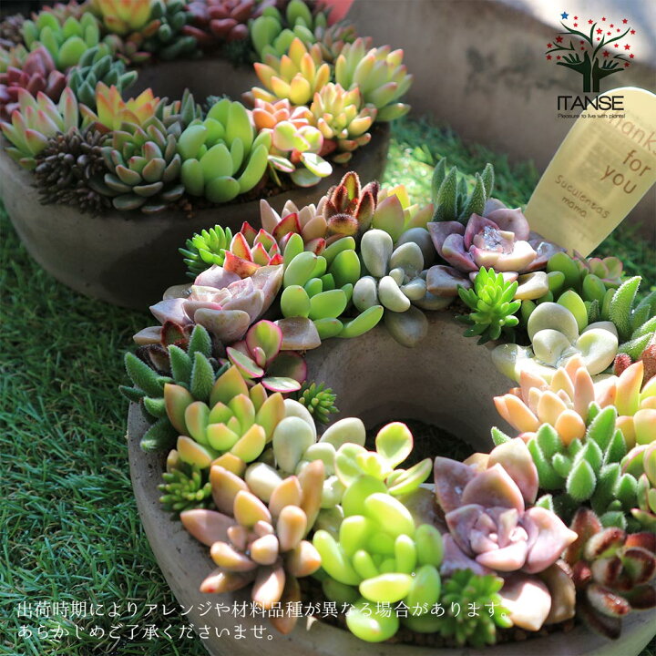 楽天市場 送料無料 多肉植物 寄せ植え Succulent Wreath M 多肉リースm 多肉植物 サイズイメージ 高さ約8cm 幅約16cm 奥行約16cm 1個売り 多肉植物 寄せ植え メルヘン ヨーロッパ ドイツ オールドハウス リース 植物販売のitanse楽天市場店 楽天市場 送料無料 多肉植物 寄せ植え Succulent Wreath M 多肉リースm 多肉植物 サイズイメージ 高さ約8cm 幅約16cm 奥行約16cm 1個売り 多肉植物 寄せ植え メルヘン ヨーロッパ ドイツ オールドハウス リース 植物販売のitanse楽天市場店