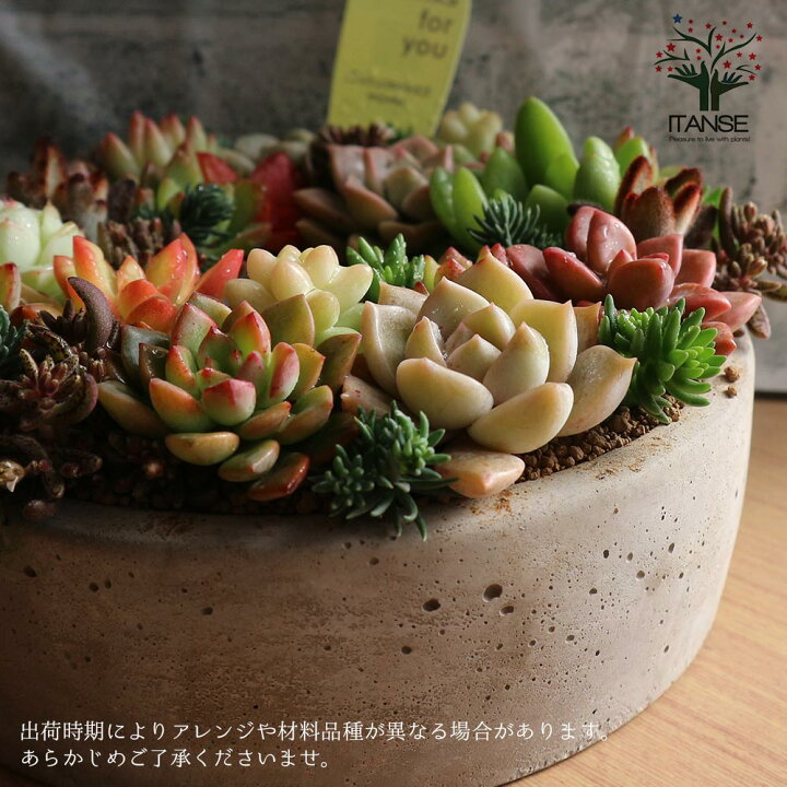 楽天市場 送料無料 多肉植物 寄せ植え Succulent Wreath M 多肉リースm 多肉植物 サイズイメージ 高さ約8cm 幅約16cm 奥行約16cm 1個売り 多肉植物 寄せ植え メルヘン ヨーロッパ ドイツ オールドハウス リース 植物販売のｉｔａｎｓｅ楽天市場店
