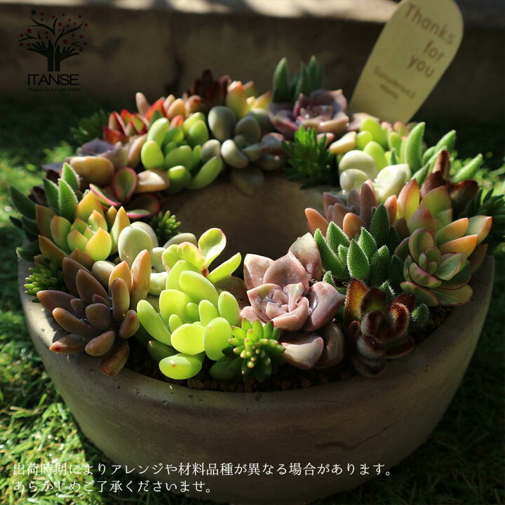 楽天市場 送料無料 多肉植物 寄せ植え Succulent Wreath M 多肉リースm 多肉植物 サイズイメージ 高さ約8cm 幅約16cm 奥行約16cm 1個売り 多肉植物 寄せ植え メルヘン ヨーロッパ ドイツ オールドハウス リース 植物販売のｉｔａｎｓｅ楽天市場店