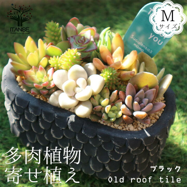 楽天市場 送料無料 多肉植物 寄せ植え Old Roof Tile 黒m 洋館の古い瓦 黒m 多肉植物 サイズイメージ 高さ約12cm 幅約14cm 奥行約9cm 1個売り 多肉植物 寄せ植え メルヘン ヨーロッパ ドイツ オールドハウス リース 植物販売のitanse楽天市場店 楽天市場 送料無料 多肉植物 寄せ植え Old Roof Tile 黒m 洋館の古い瓦 黒m 多肉植物 サイズイメージ 高さ約12cm 幅約14cm 奥行約9cm 1個売り 多肉植物 寄せ植え メルヘン ヨーロッパ ドイツ オールドハウス リース 植物販売のitanse楽天市場店
