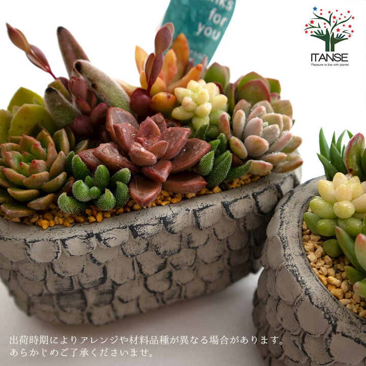 楽天市場 送料無料 多肉植物 寄せ植え Old Roof Tile グレーm 洋館の古い瓦 グレーm 多肉植物 サイズイメージ 高さ約12cm 幅約14cm 奥行約9cm 1個売り 多肉植物 寄せ植え メルヘン ヨーロッパ ドイツ オールドハウス リース 植物販売のｉｔａｎｓｅ楽天市場店