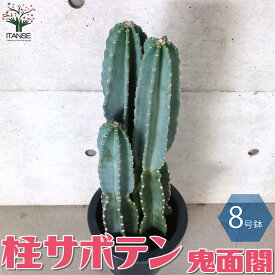 楽天市場 送料無料 サボテンの通販