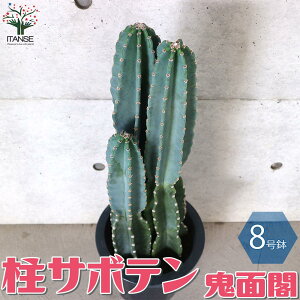 サボテン 花 白の人気商品 通販 価格比較 価格 Com