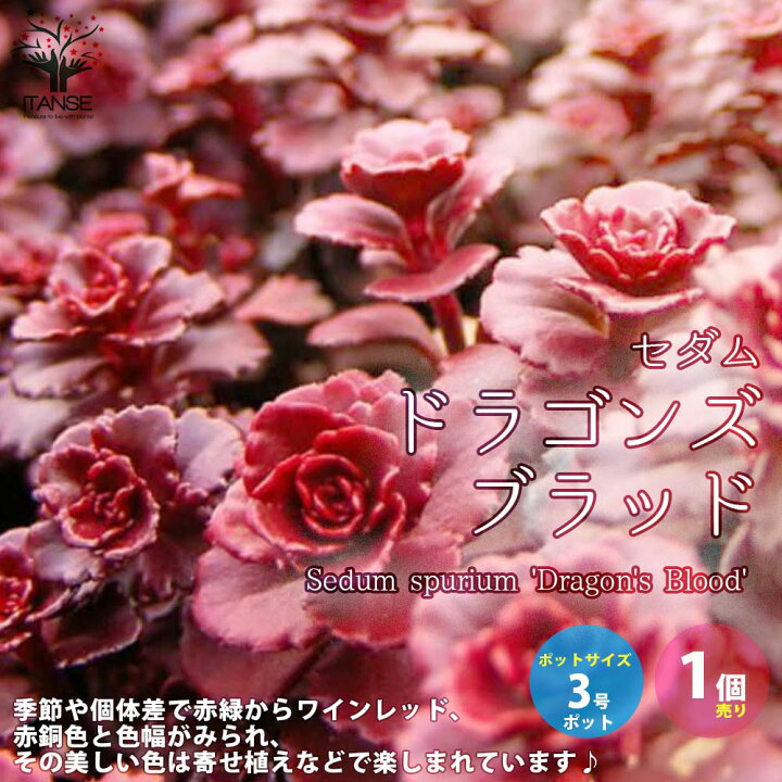 楽天市場 送料無料 ドラゴンズブラッド セダム 多肉植物 3号ポット苗 グランドカバー苗 1個売り セダム グランドカバー 多肉植物 観葉植物 リビング オフィス 事務所 インテリア 植物販売のitanse楽天市場店 楽天市場 送料無料 ドラゴンズブラッド セダム 多肉植物 3号ポット苗 グランドカバー苗 1個売り セダム グランドカバー 多肉植物 観葉植物 リビング オフィス 事務所 インテリア 植物販売のitanse楽天市場店