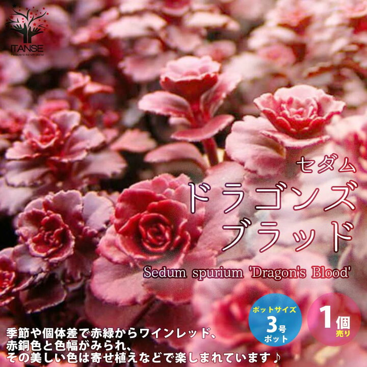 楽天市場 送料無料 ドラゴンズブラッド セダム 多肉植物 3号ポット苗 グランドカバー苗 1個売り セダム グランドカバー 多肉植物 観葉植物 リビング オフィス 事務所 インテリア 植物販売のｉｔａｎｓｅ楽天市場店