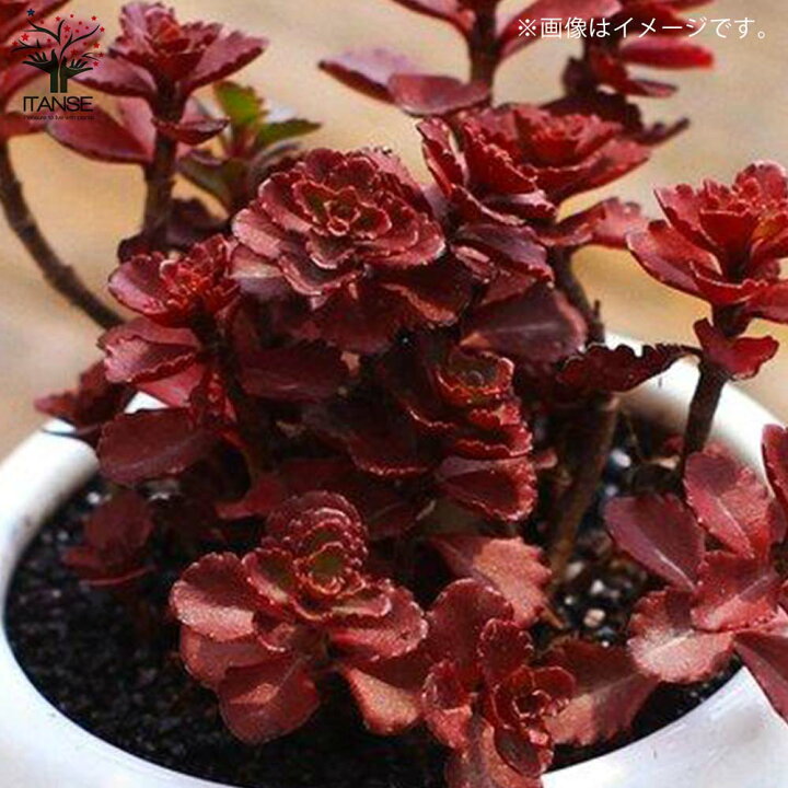 1194円 アウトレット品 送料無料 ポーチュラカリア 桃子の舞 ももこのまい